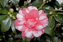 Camellia
